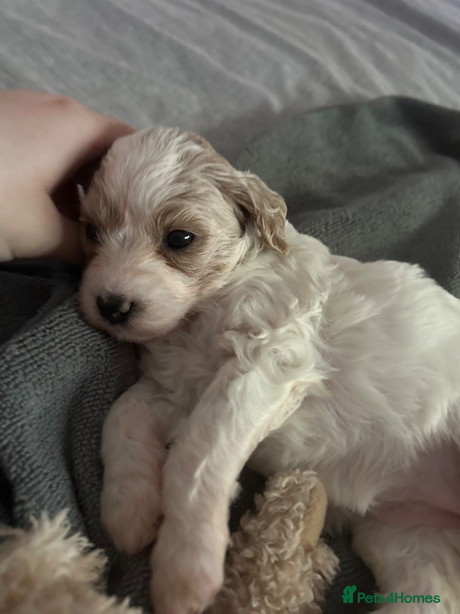 Cavapoo dogs Beautiful health tested Cavapoo pups male & female - Advert 2