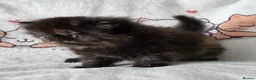 Persian cats for sale: Persian Kittens - Advert 5