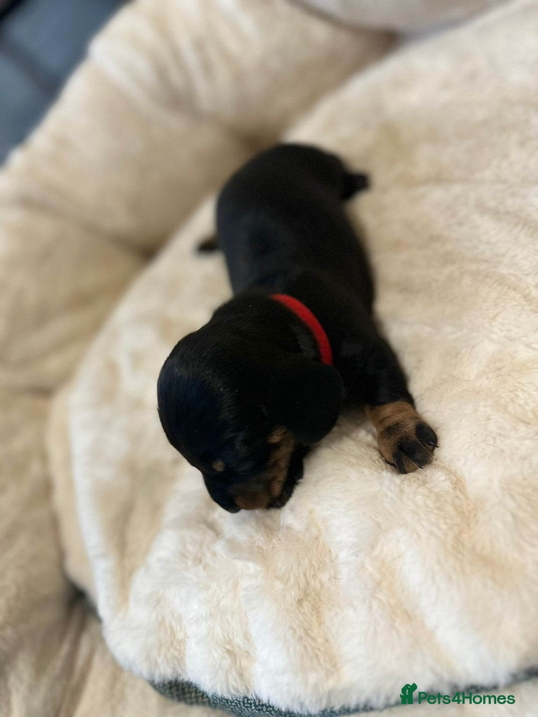 Miniature Dachshund dogs for sale: Miniature Dachshund Puppies - Advert 13