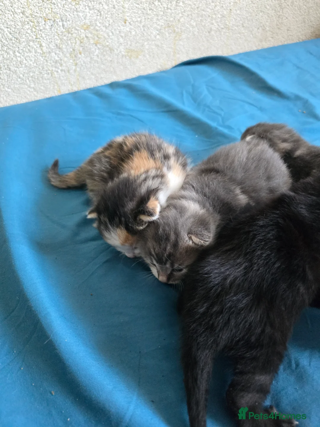 British Longhair cats for sale: Little beautiful kittens - Advert 14