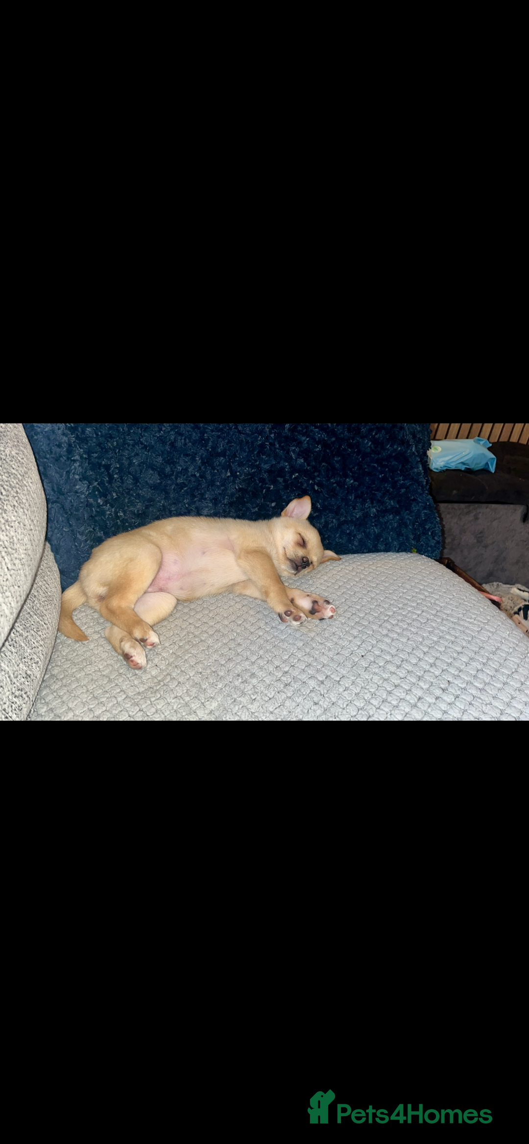 Pomchi dogs for sale: 9 month old female pomchi for rehoming.  - Advert 7