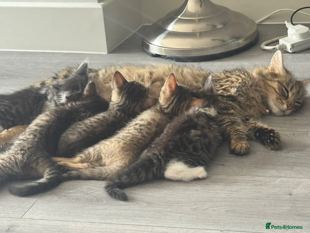 Mixed Breed cats for sale: 🐾 5 Beautiful Kittens Looking for Loving Homes 🐾 - Advert 2