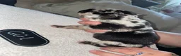 Mixed Breed dogs for sale: Cane shepherds - Advert 16