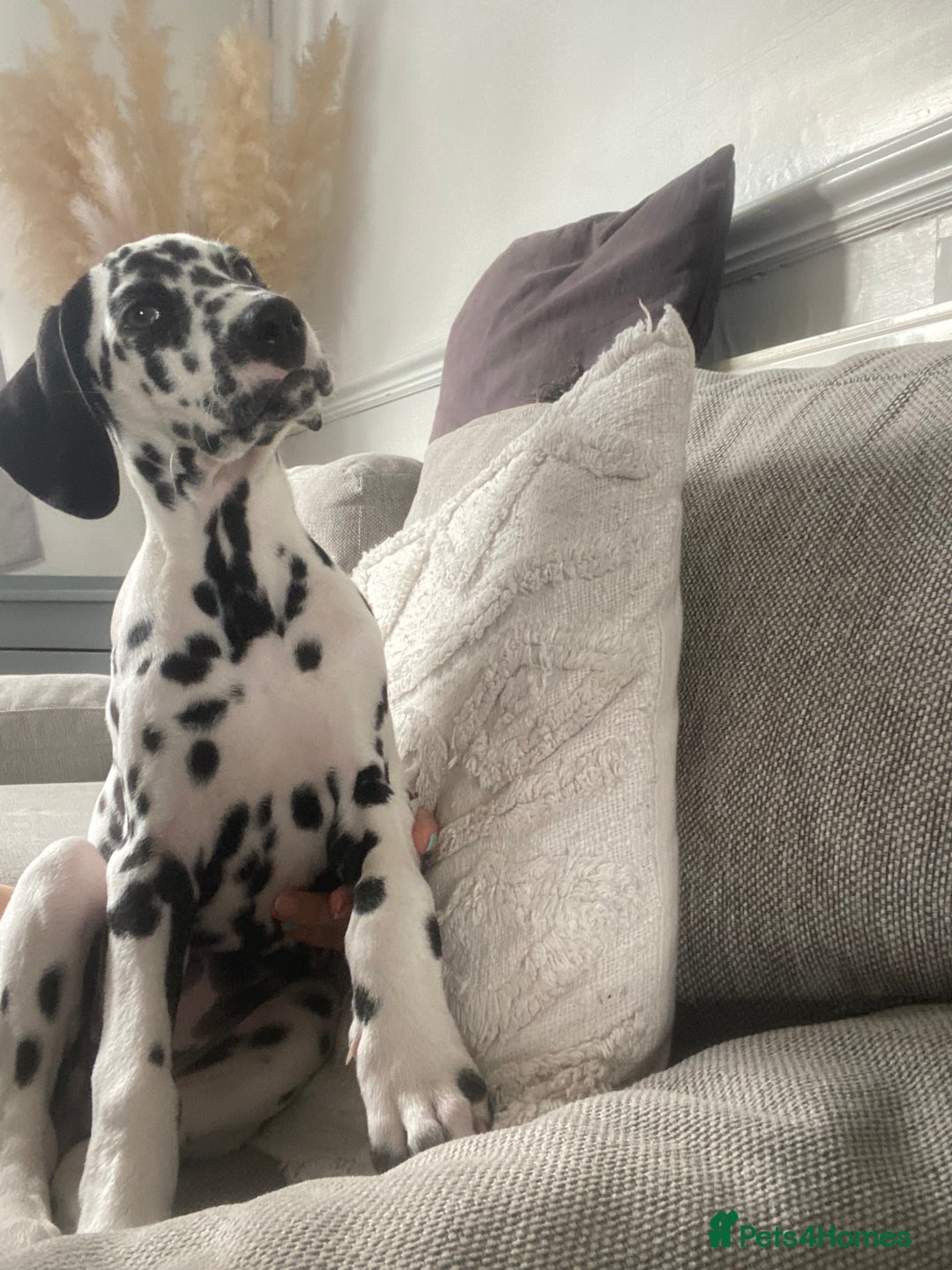 Dalmatian dogs for stud: Looking for Dalmatian stud! - Image 12