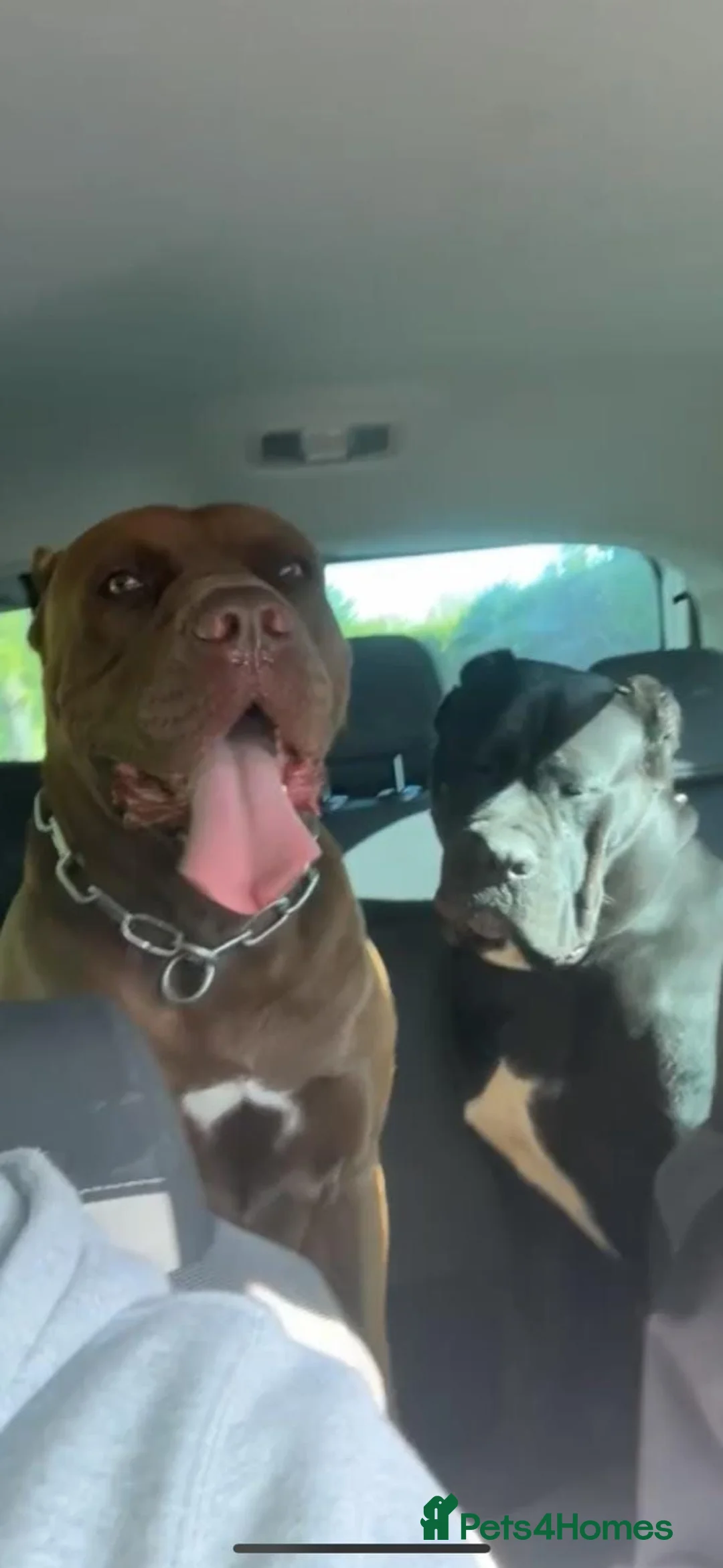 Cane Corso dogs for sale: Big chunky boy - Advert 2