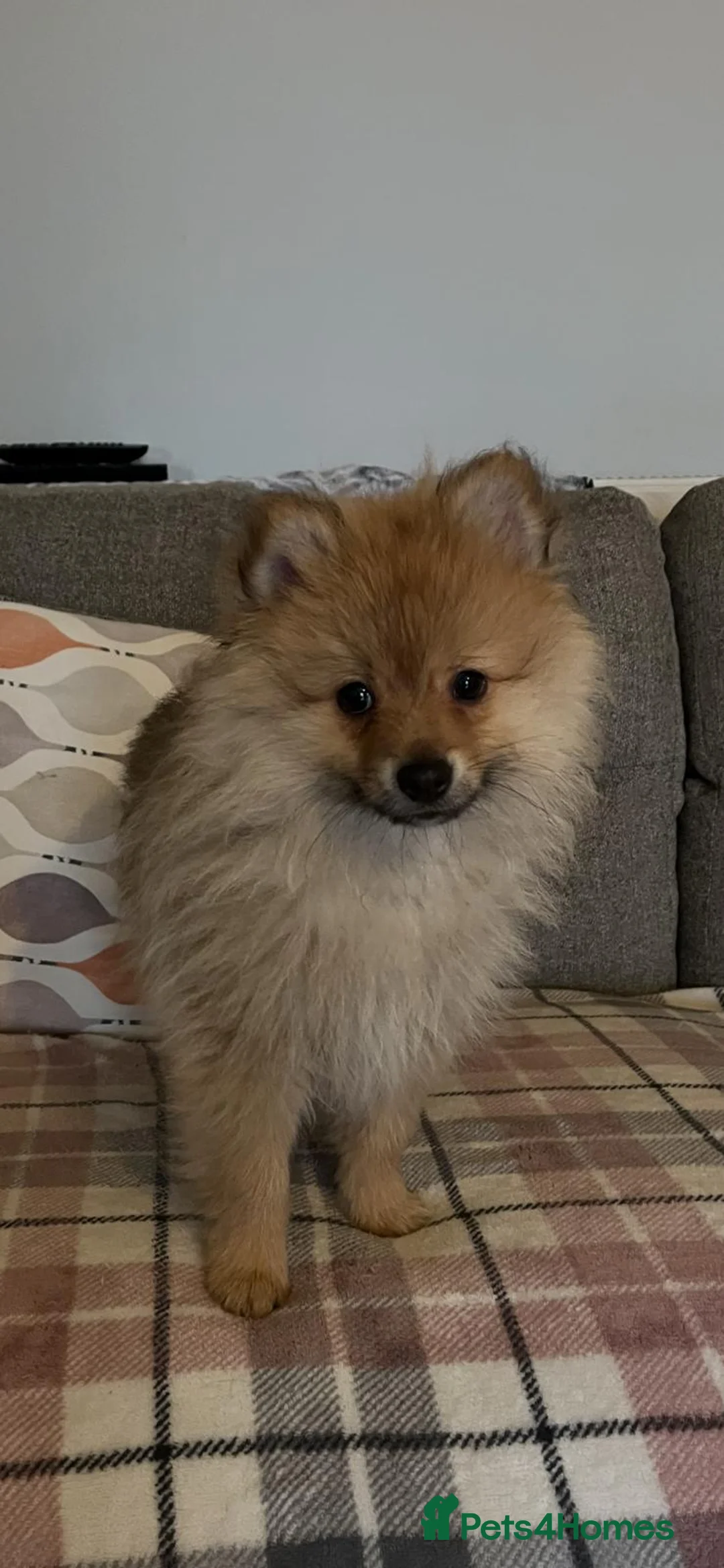 Pomeranian dogs for sale: Two male Pomeranian puppies for sale - Advert 20