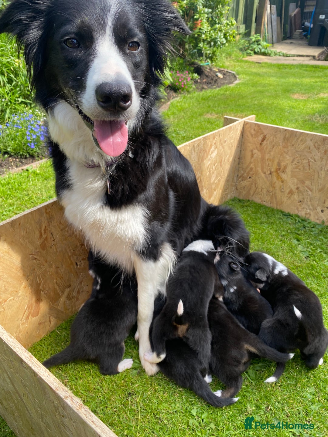 Border Collie dogs for sale: Rosie’s Collie Pups - Image 9