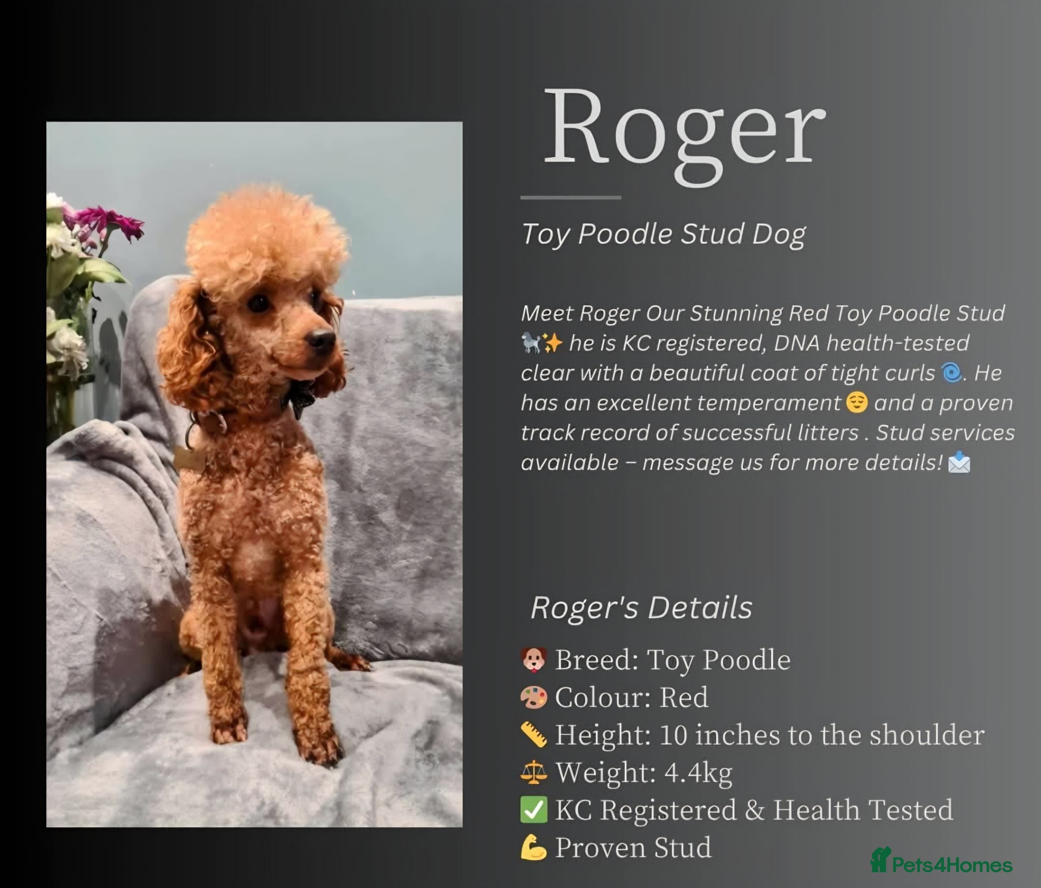 Cavapoo dogs 🌟HEALTH TESTED CAVAPOO F1B - Advert 2