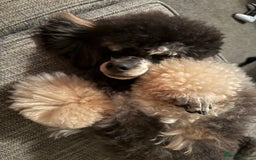 Miniature Poodle dogs for stud: Ozzie for stud only  - Image 3