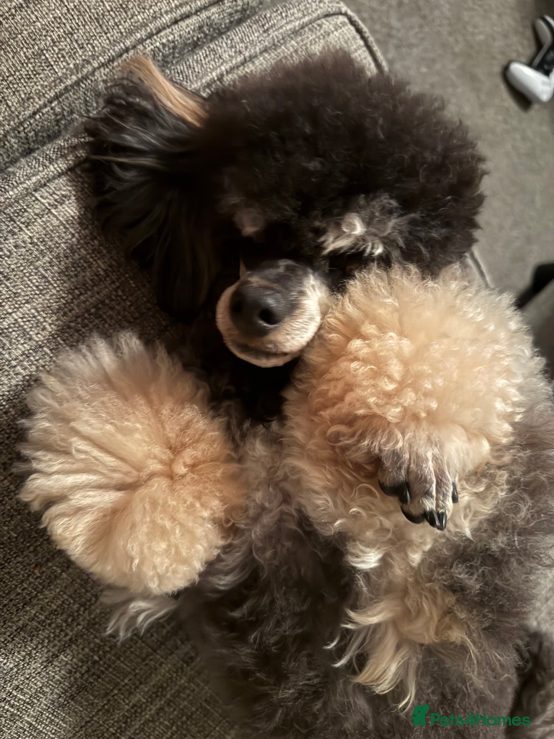 Miniature Poodle dogs for stud: Ozzie for stud only  - Image 3