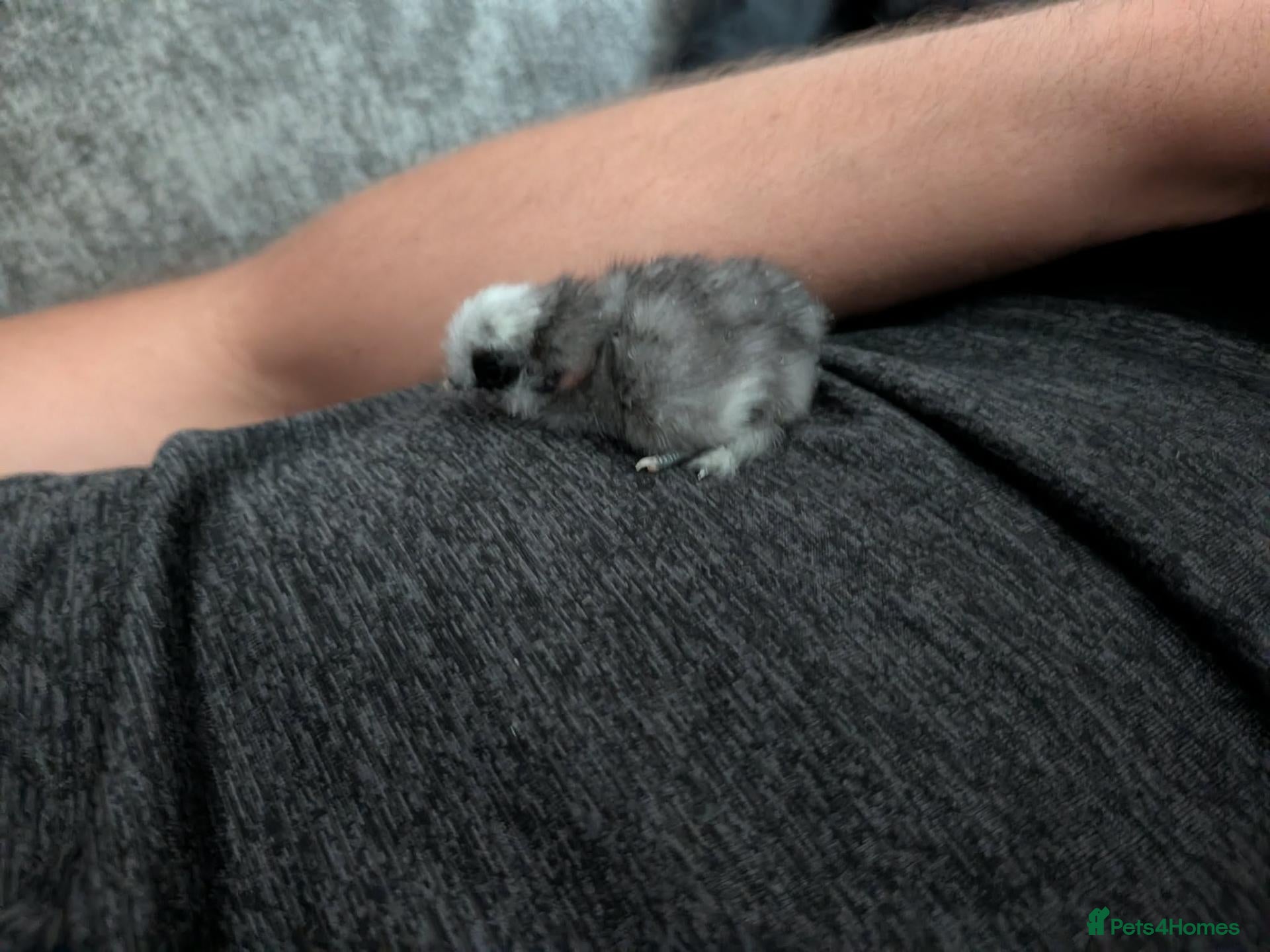Chickens poultry Silkie Chicks mixed colours 17 left  - Advert 2