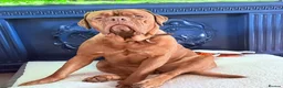 Dogue De Bordeaux dogs for sale: Dogue de Bordeaux - Advert 5