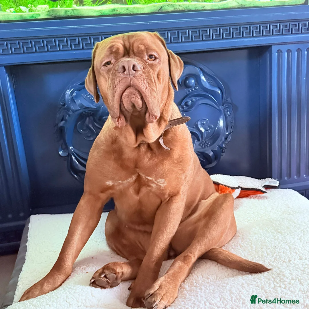 Dogue De Bordeaux dogs for sale: Dogue de Bordeaux - Advert 5