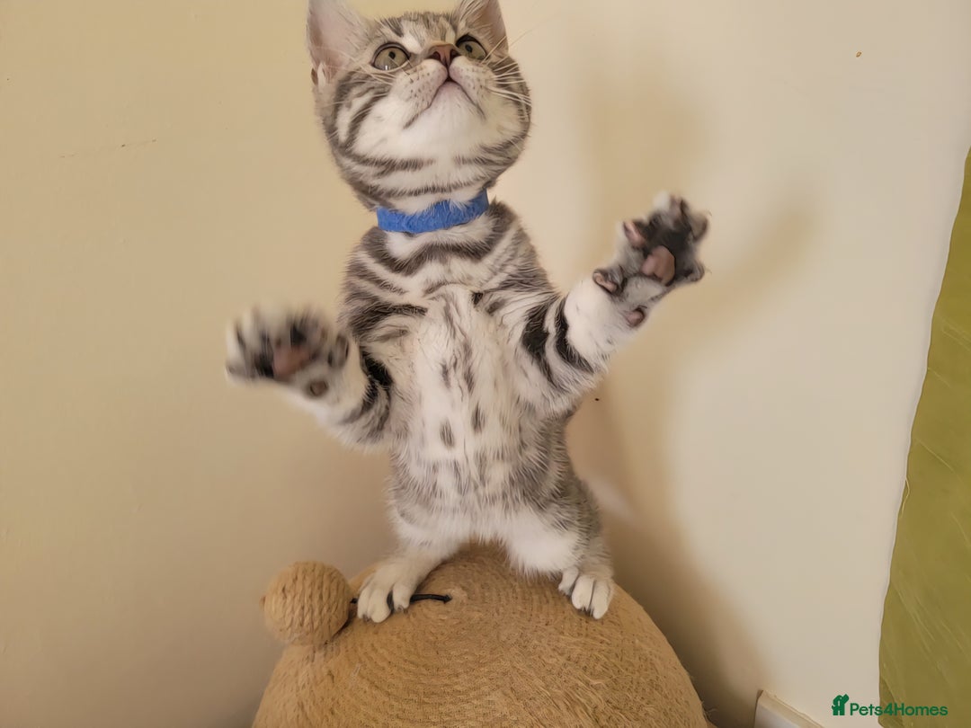 British Shorthair cats for sale: Ready to collect, Silver Tabby kittens  in Rochester - Image 8
