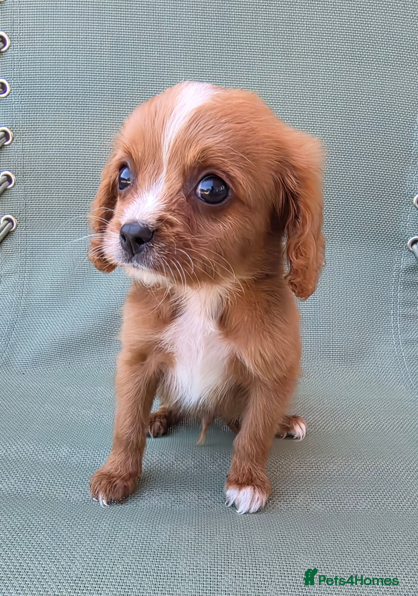 Cavapoo dogs f1b cavapoo puppies last boy  - Advert 2