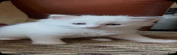 Ragdoll cats for sale: 💙 3 Left! Beautiful Ragdoll Kittens for Sale - Advert 15
