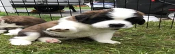 Saint Bernard dogs for sale: Classic healthy saint Bernard puppies ready now.. in Bath - Advert 10