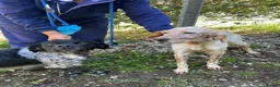 English Setter dogs for adoption: Valkiria in Alfreton - Advert 7