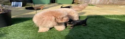 Toy Poodle dogs for sale: toy poodle puppies Ready to leave 5th april  - Advert 12