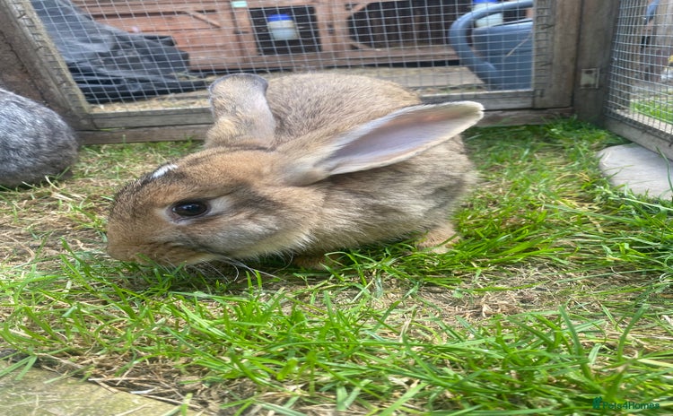 Giant Papillon rabbits - Advert 1