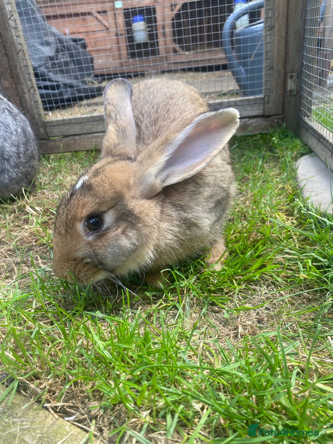 Giant Papillon rabbits for sale: 2 giant males papillon x nz - Image 1