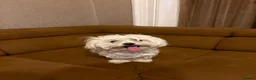 Maltese dogs for sale: Two Beautiful Bichon Maltese Brothers  - Advert 1