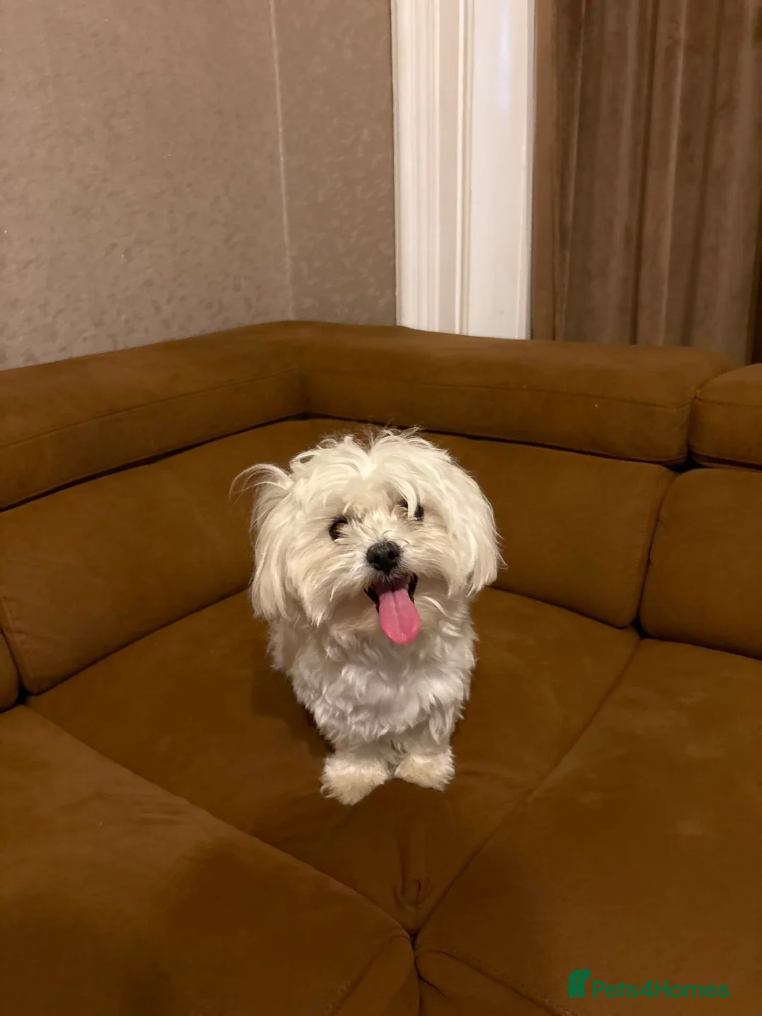 Maltese dogs for sale: Two Beautiful Bichon Maltese Brothers  - Advert 1