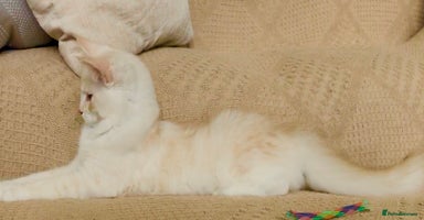 Maine Coon cats - Advert 2