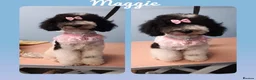 Toy Poodle dogs for stud: Apricot Toy Poodle Stud carries parti and phantom in Stockton-on-Tees - Advert 8
