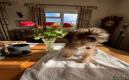 Mixed Breed dogs for sale: 2 Adorable Shorkie puppies  - Image 2