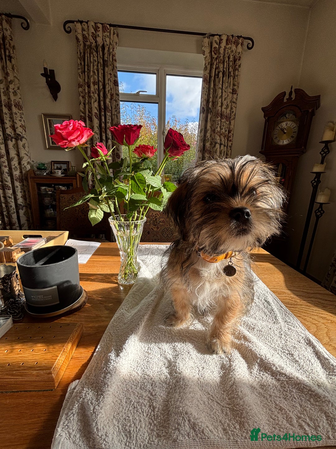 Mixed Breed dogs for sale: 2 Adorable Shorkie puppies  - Image 2