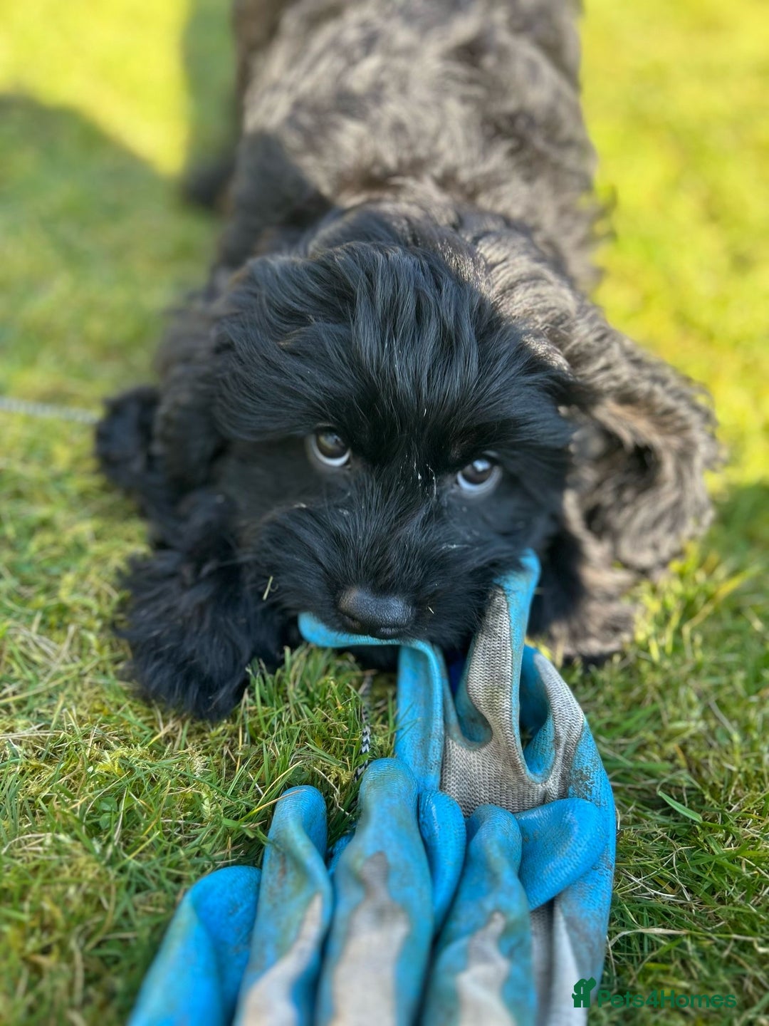 Cavapoo dogs for sale: Extensively Health Tested Cavapoo Pups - List Open - Advert 11
