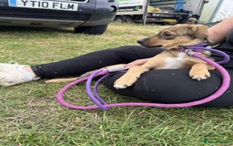 Mixed Breed dogs for adoption: Meet Rossie, currently residing in Essex  - Image 2