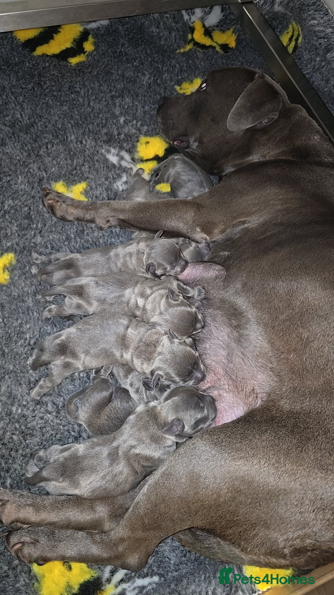 Staffordshire Bull Terrier dogs for sale: Kc Blue staffordshire bull terrier puppies - Image 23