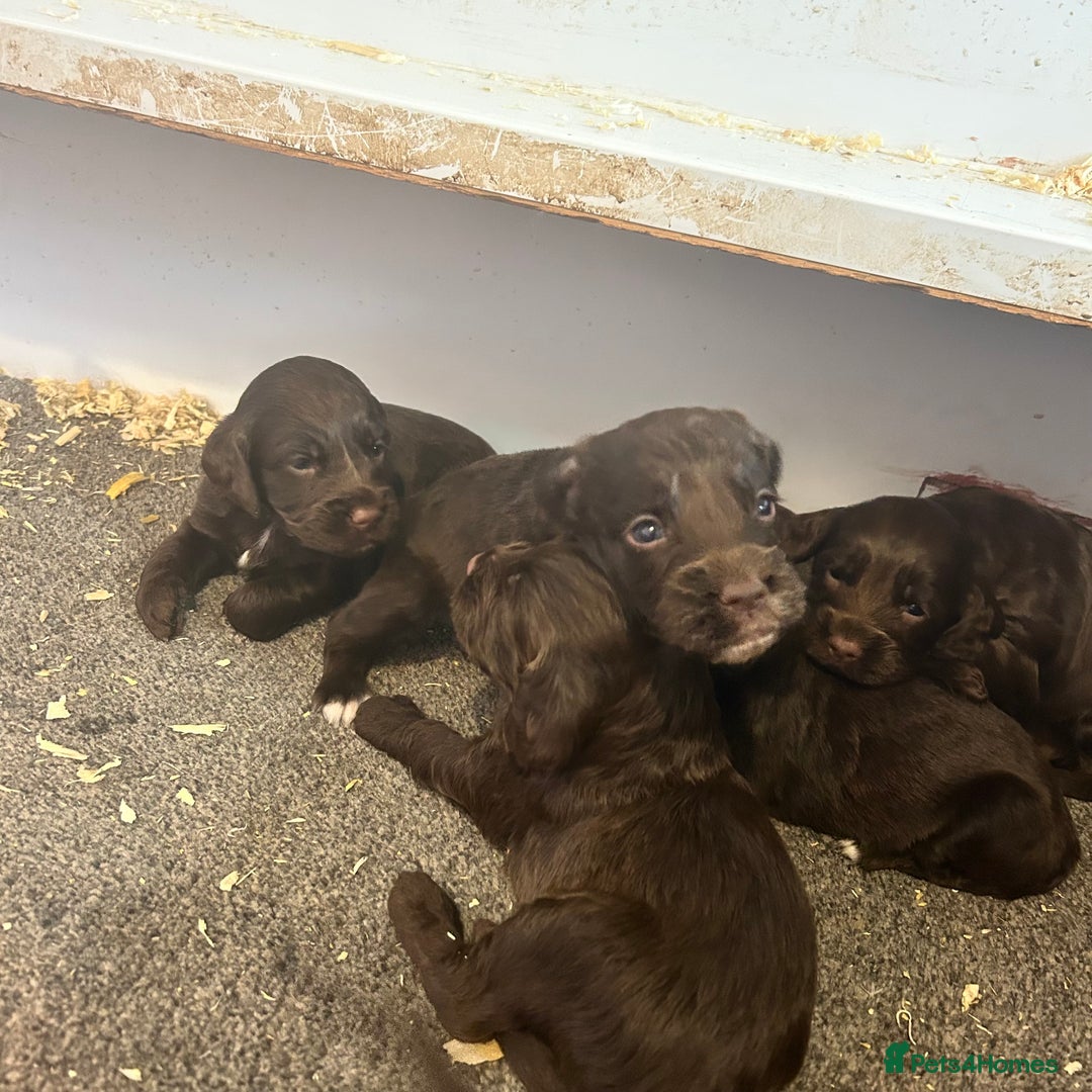 Cockapoo dogs for sale: 🌟 Stunning Cockapoo puppies 🌟  - Image 5