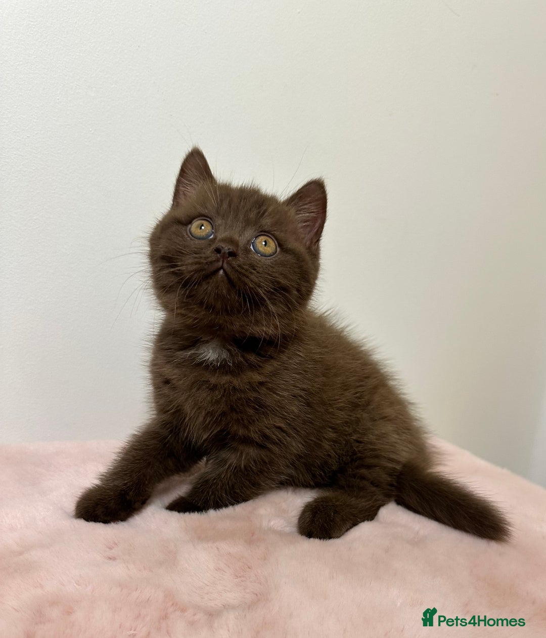 British Shorthair cats for sale: British Shorthair Chunky Chocolate Kittens🐻 - Advert 8