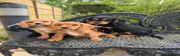 Cockalier dogs for sale: Cavalier x cocker pups 3 boys ready now  - Advert 4