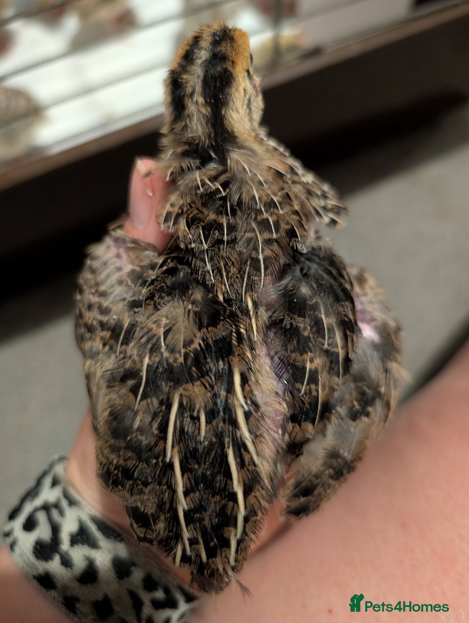 Chickens poultry for sale: Pekins, Quails, Eggs - Contact for availability  - Advert 12