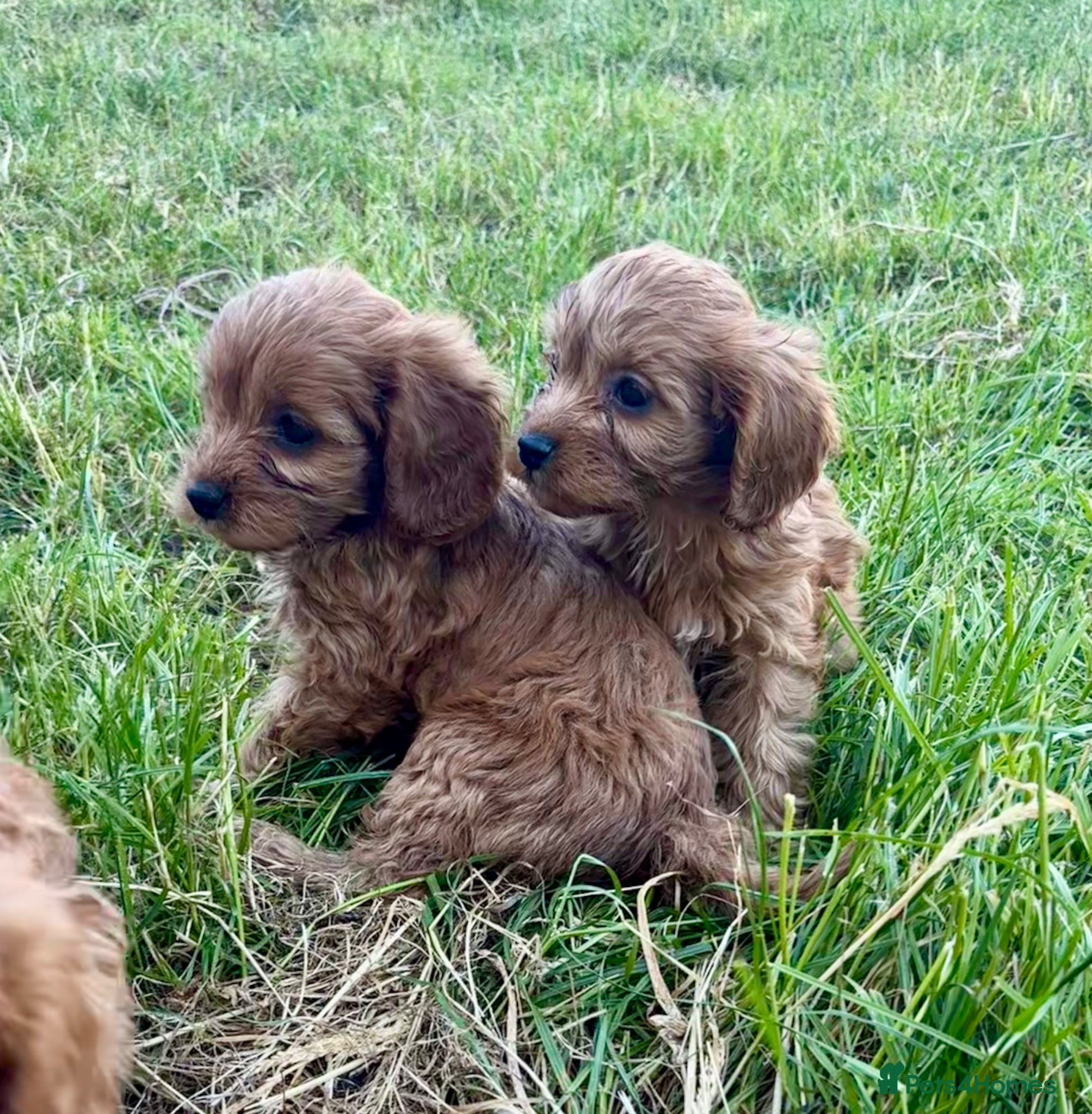 Cavapoo dogs for sale: Beautiful red girls and boys available  in Sittingbourne - Advert 1