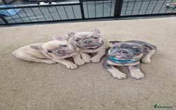 French Bulldog dogs for sale: Rosie litter  - Image 2