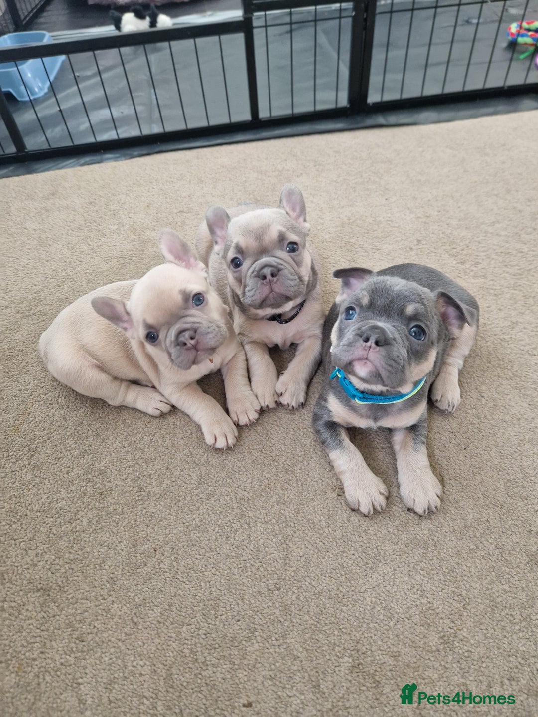 French Bulldog dogs for sale: Rosie litter  - Image 2