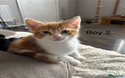 Mixed Breed cats for sale: 4 Gorgeous little boys  - Image 12