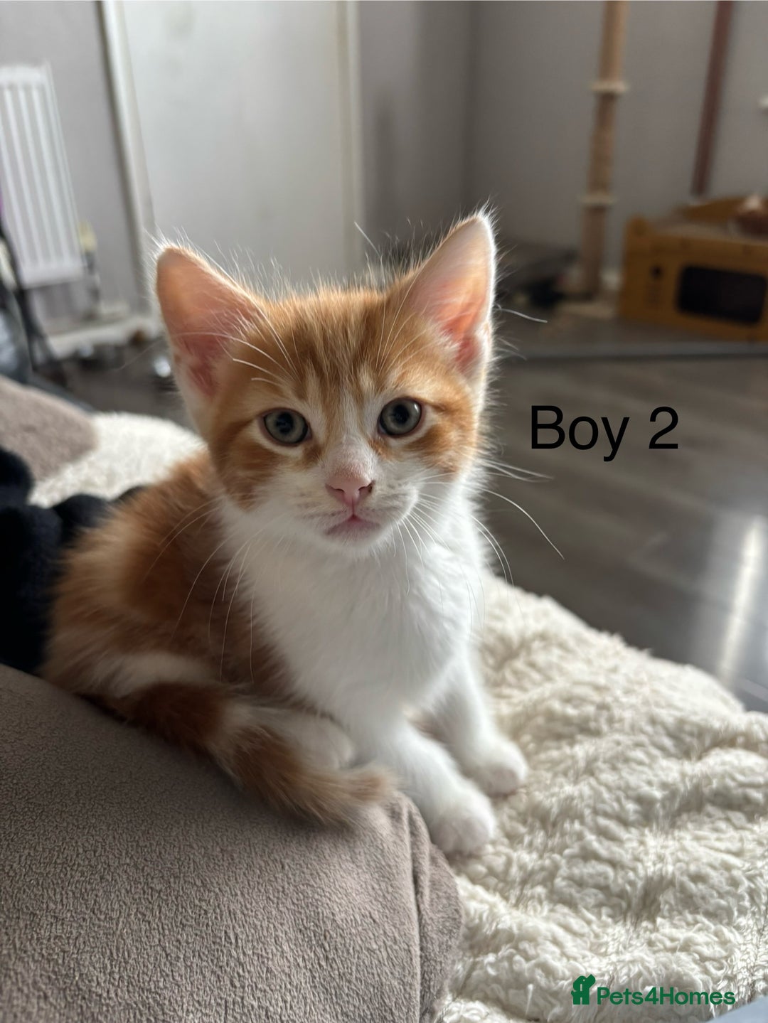Mixed Breed cats for sale: 4 Gorgeous little boys  - Image 12