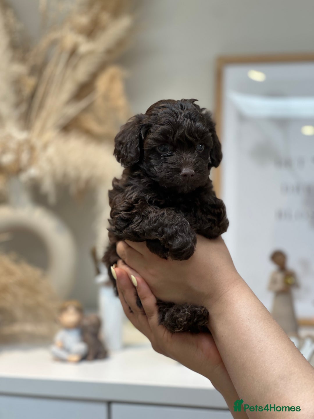 Cavapoo dogs for stud: Premium Cavapoo Chocolate Phantom Parti Stud  in Rickmansworth - Image 26