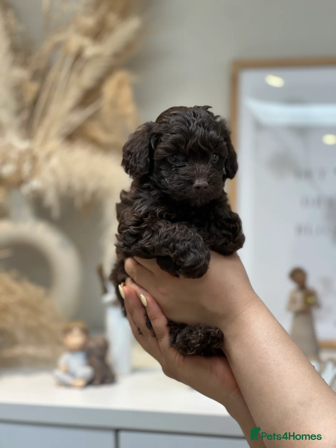 Cavapoo dogs for stud: Premium Cavapoo Chocolate Phantom Parti Stud  in Rickmansworth - Advert 26