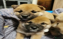 Japanese Shiba Inu dogs for sale: 5 KC Shiba puppies looking for their furever home  - Image 19
