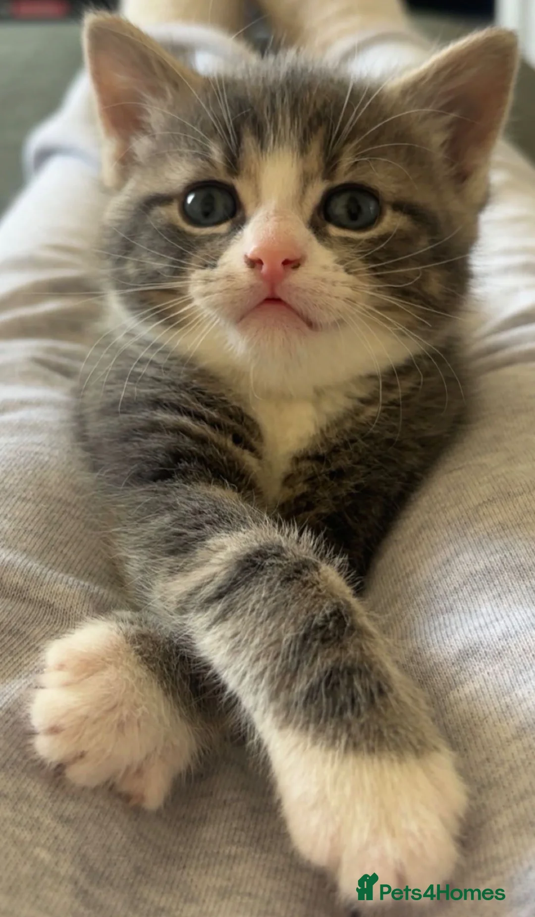 British Shorthair cats for sale: Male kitten grey white and cream - Advert 1