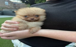 Pomeranian dogs for sale: Beautiful Pomeranian’s  - Image 12