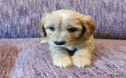 Cockapoo dogs for sale: COCKAPOO PUPPIES FOR SALE ready now  - Image 18