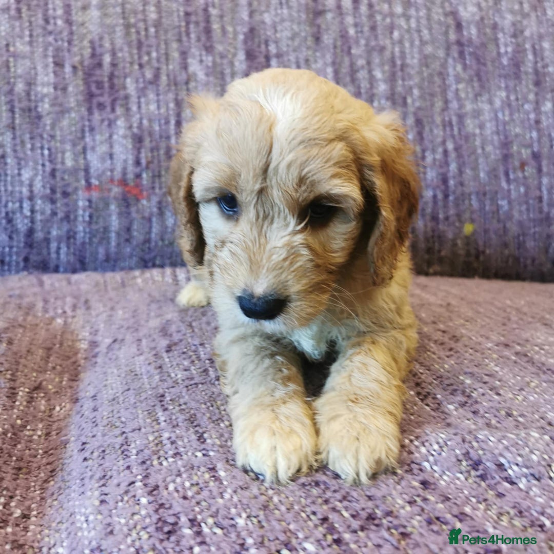 Cockapoo dogs for sale: COCKAPOO PUPPIES FOR SALE ready now  - Image 18